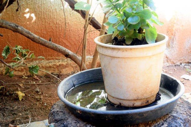 VASO COM AGUA PARADA