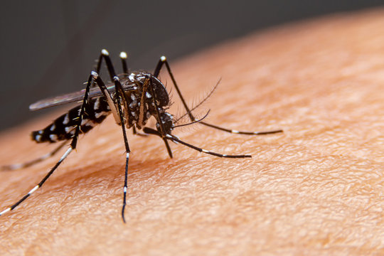 dengue